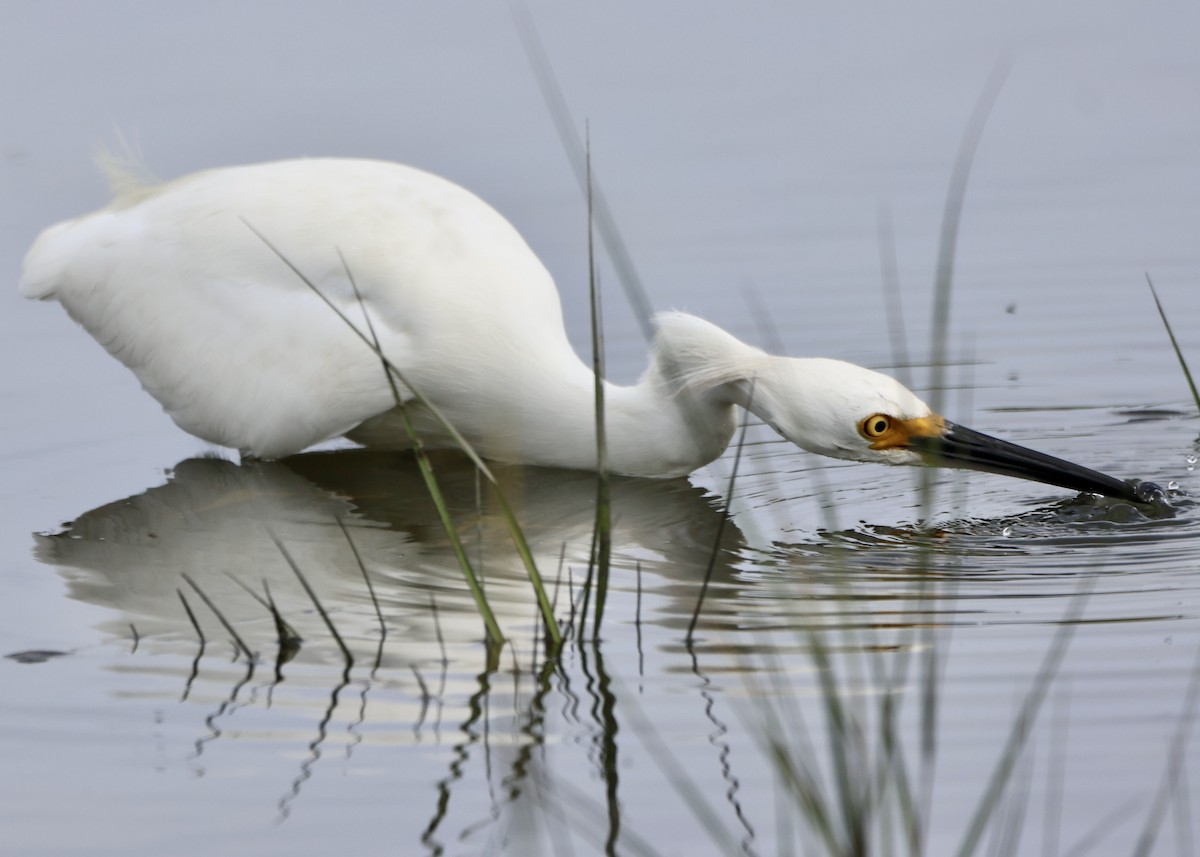 Great Egret - ML642435366