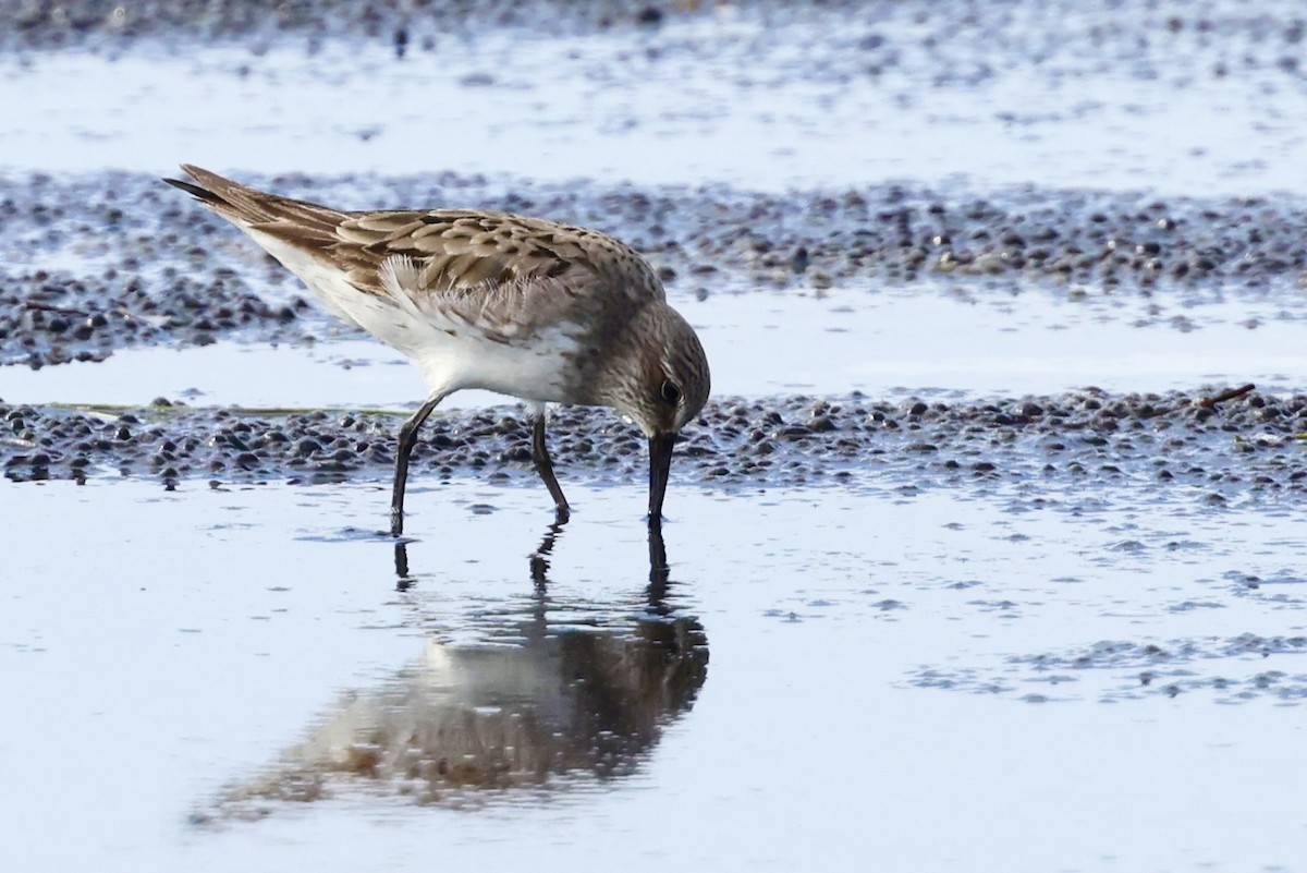 White-rumped Sandpiper - ML642435368