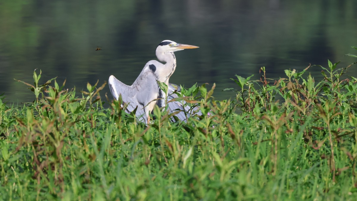 Gray Heron - ML642435369