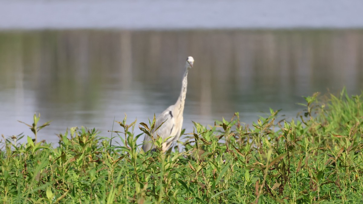 Gray Heron - ML642435370