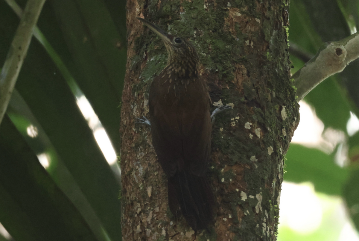 Cocoa Woodcreeper - ML642435371