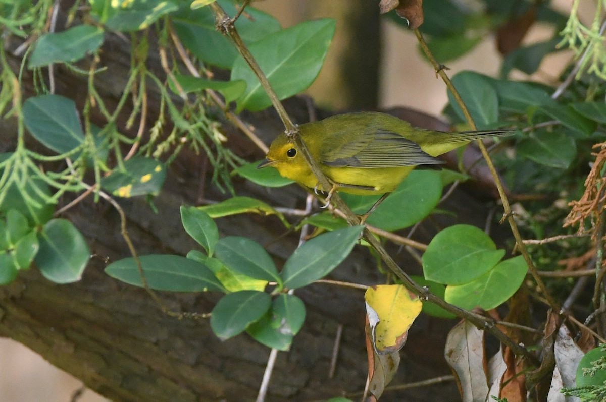 Wilson's Warbler - ML642435372