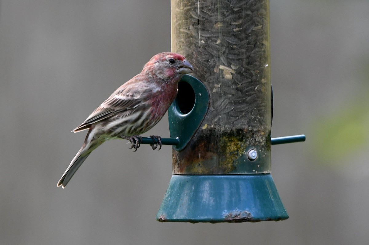 House Finch - ML642435373