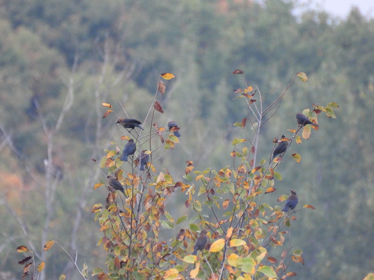Rusty Blackbird - ML642435374