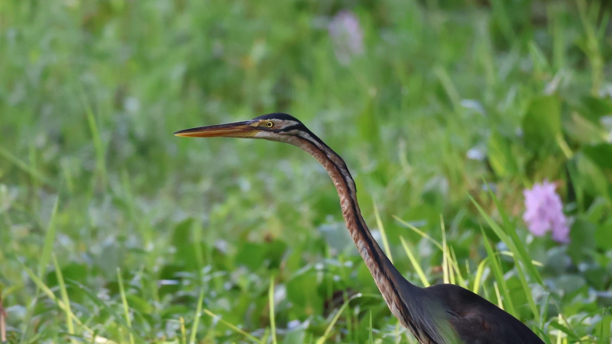 Purple Heron - ML642435386