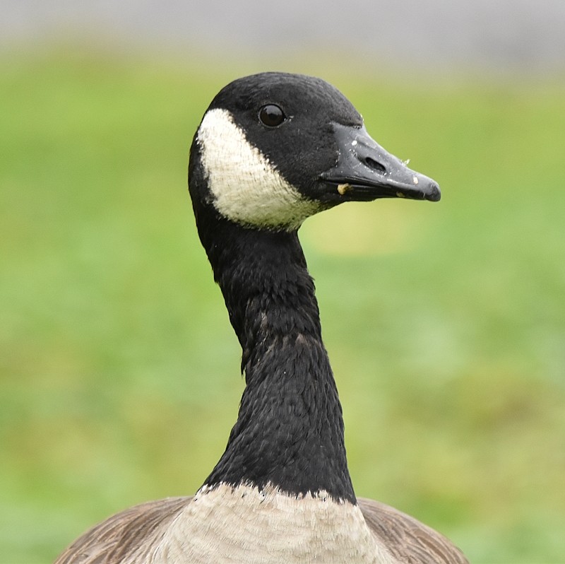 カナダガン - ML642435424