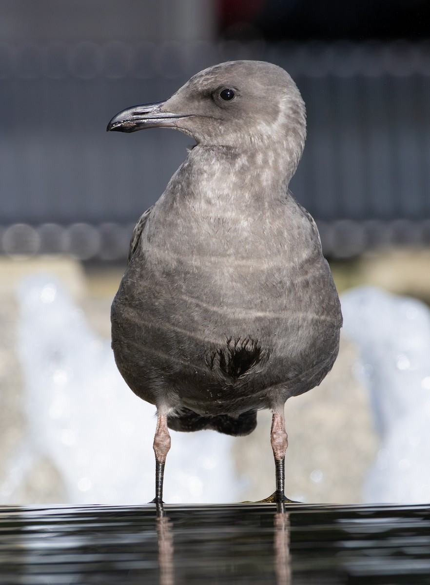 雑種 アメリカオオセグロカモメ ｘ ワシカモメ - ML642435430