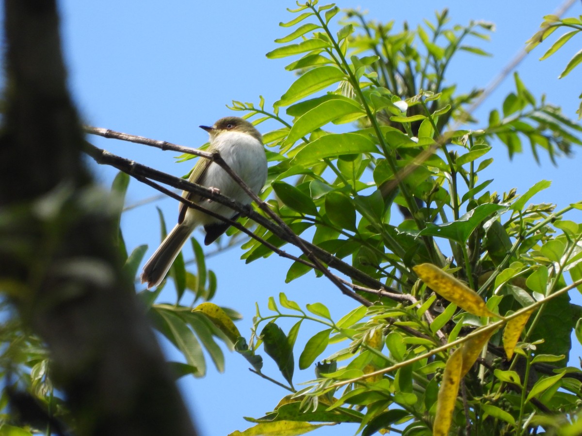 Bay-ringed Tyrannulet - ML642435436