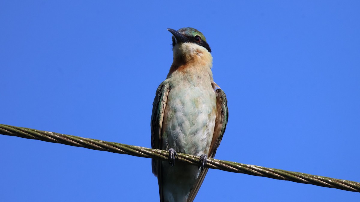 Blue-tailed Bee-eater - ML642435437