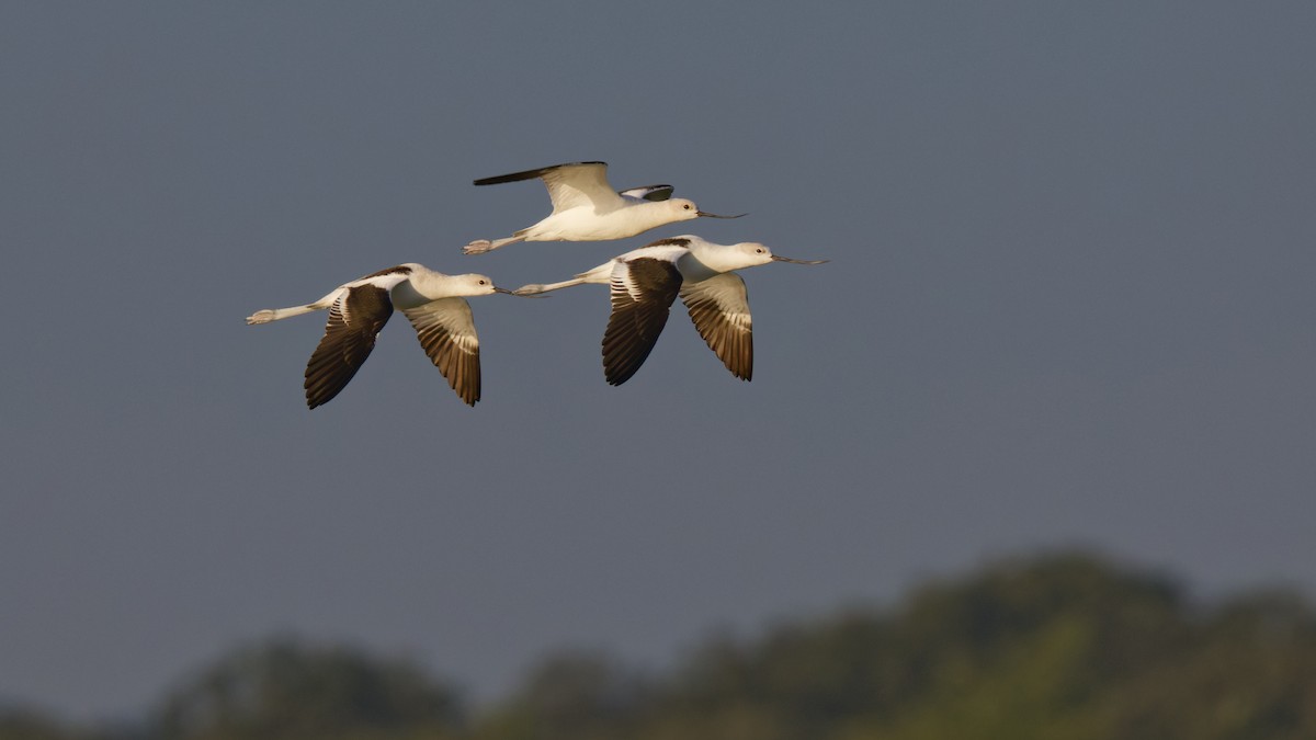 American Avocet - ML642435449