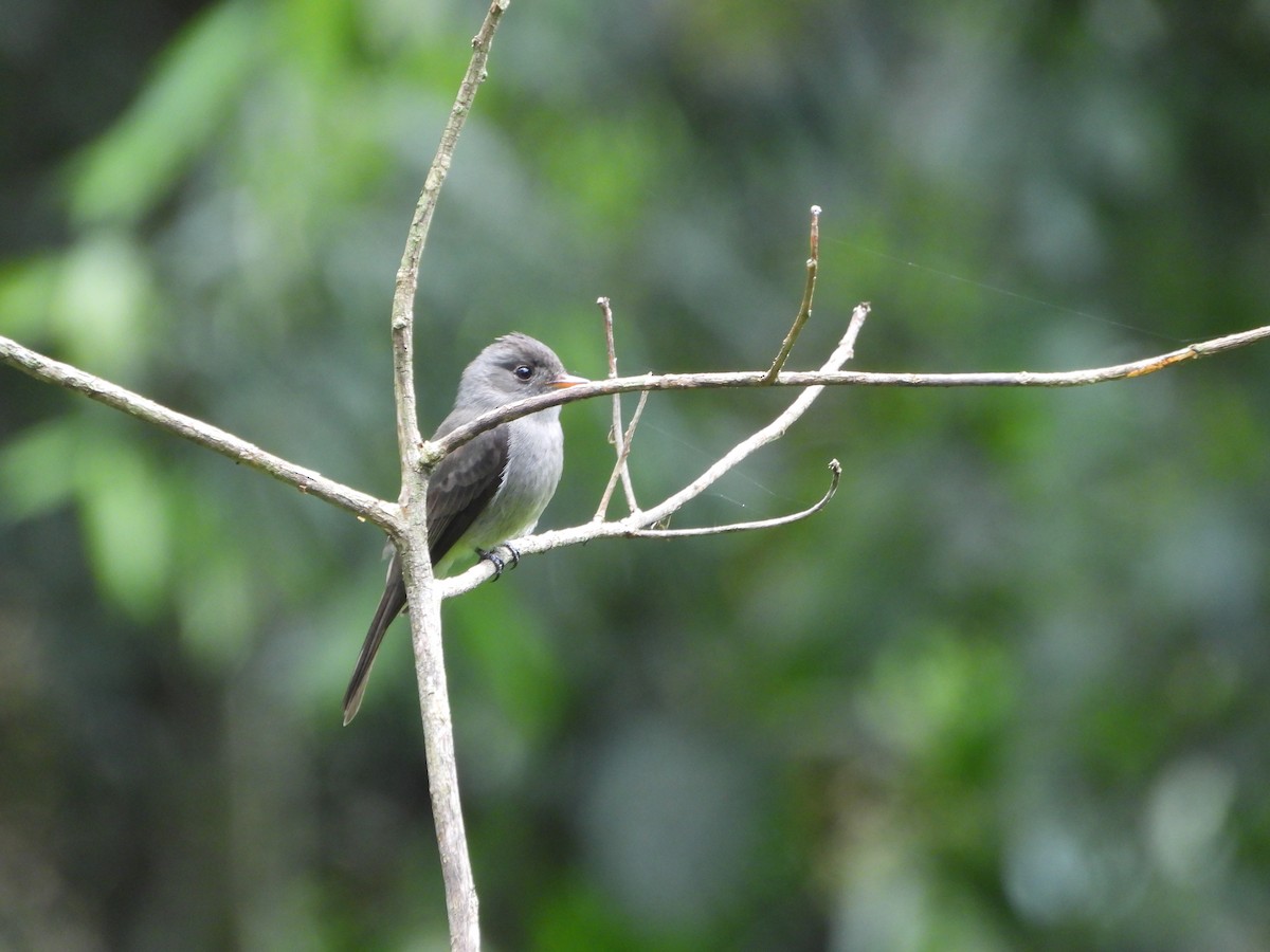 Southern Tropical Pewee - ML642435470