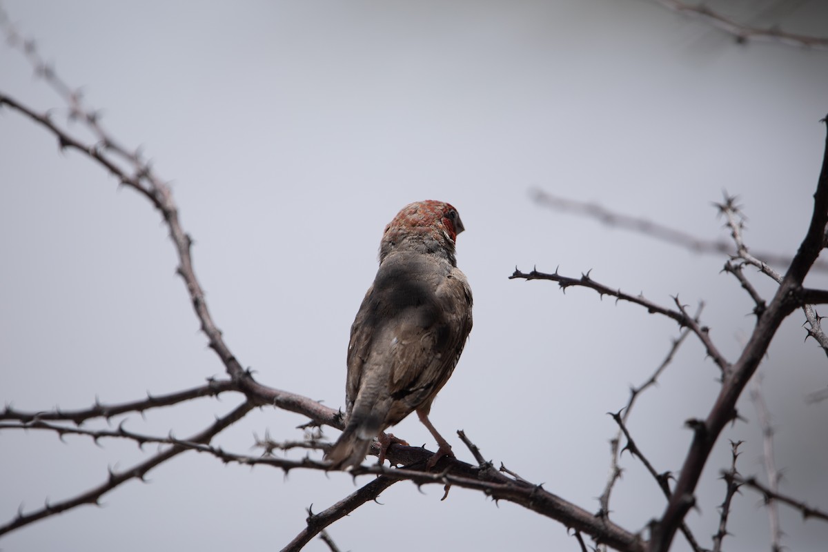 Red-headed Finch - ML642435478