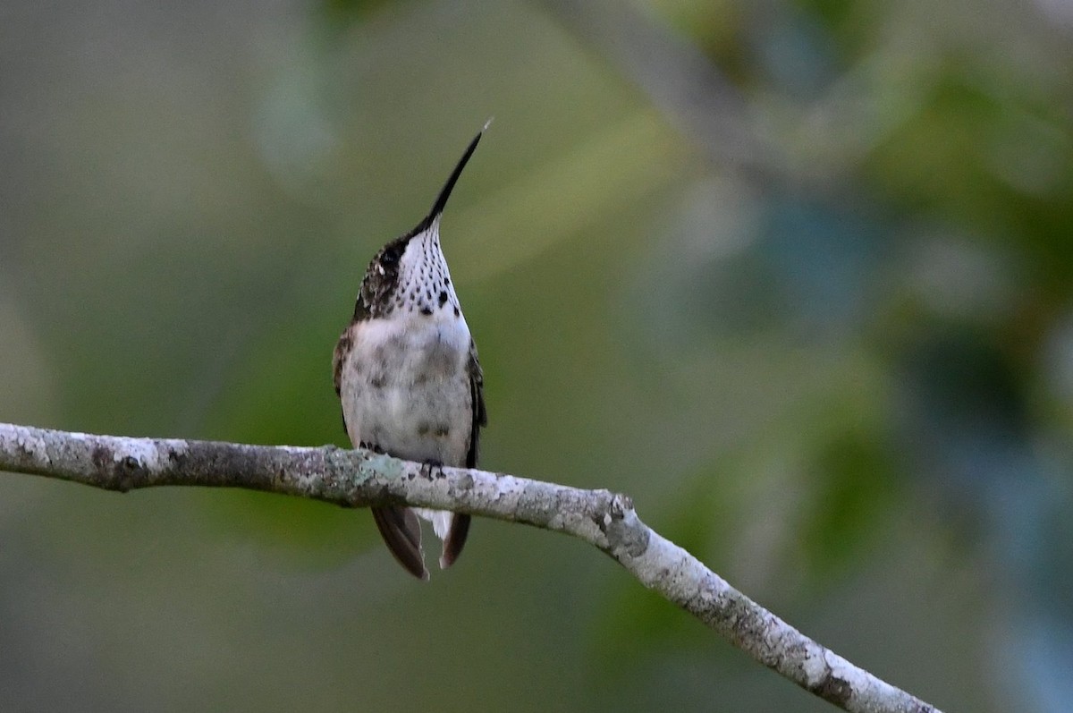 Yakut Boğazlı Kolibri - ML642435482