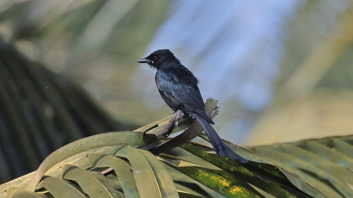 Black Drongo - ML642435520