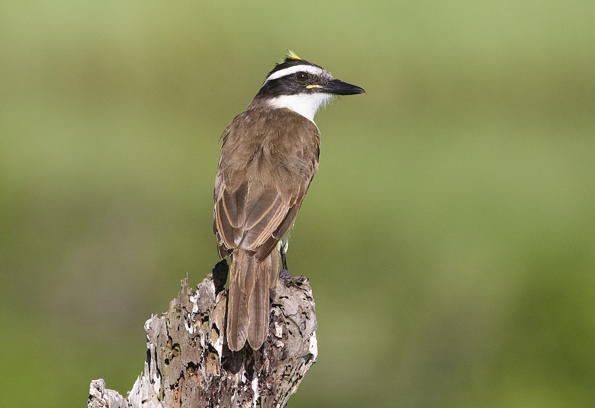Great Kiskadee - ML642435522