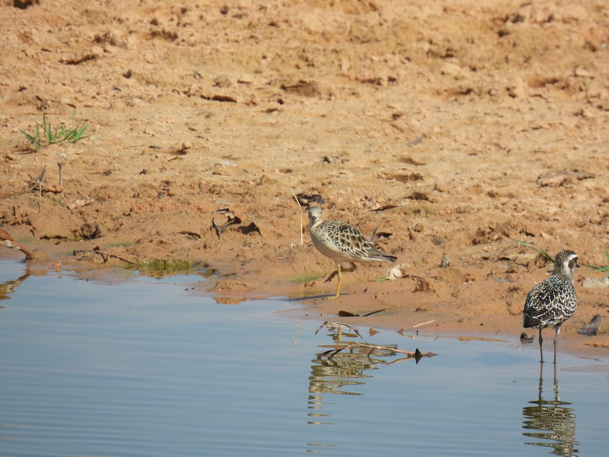 Buff-breasted Sandpiper - ML642435535