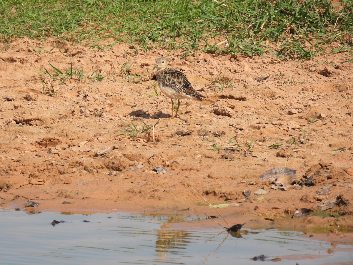 Buff-breasted Sandpiper - ML642435537