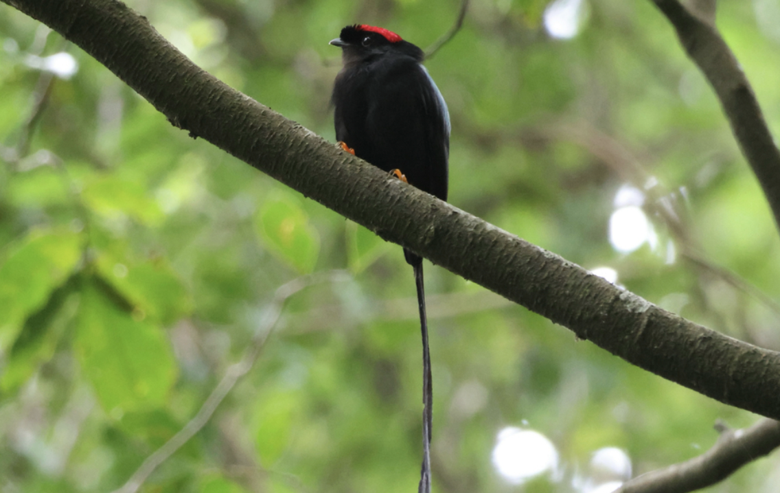 Manakin fastueux - ML642435542
