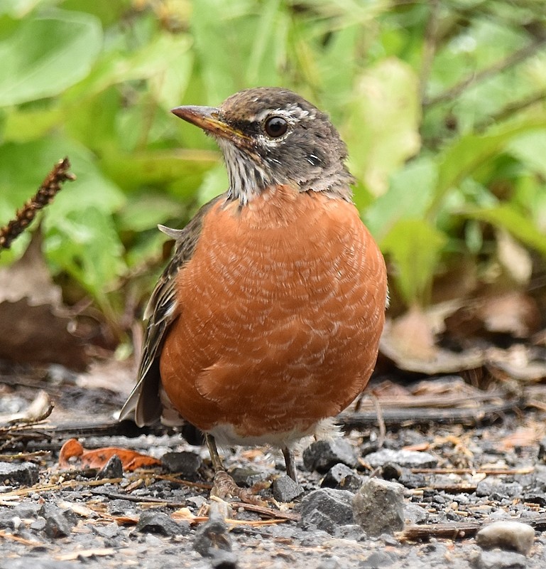 Merle d'Amérique - ML642435545