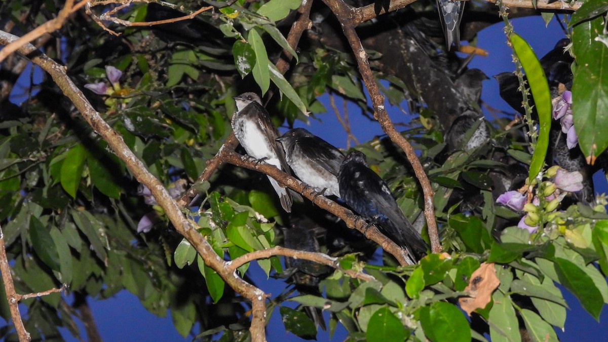 Hirondelle noire - ML642435546