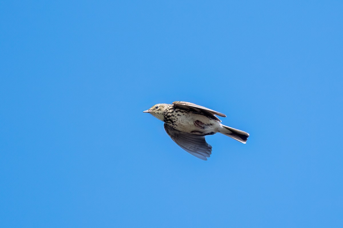 Pipit correndera - ML642435552