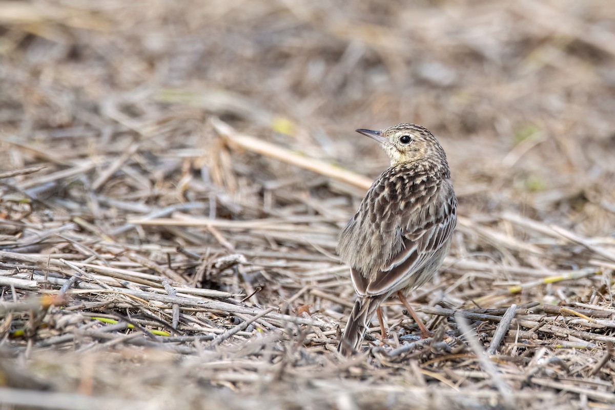 Pipit correndera - ML642435553