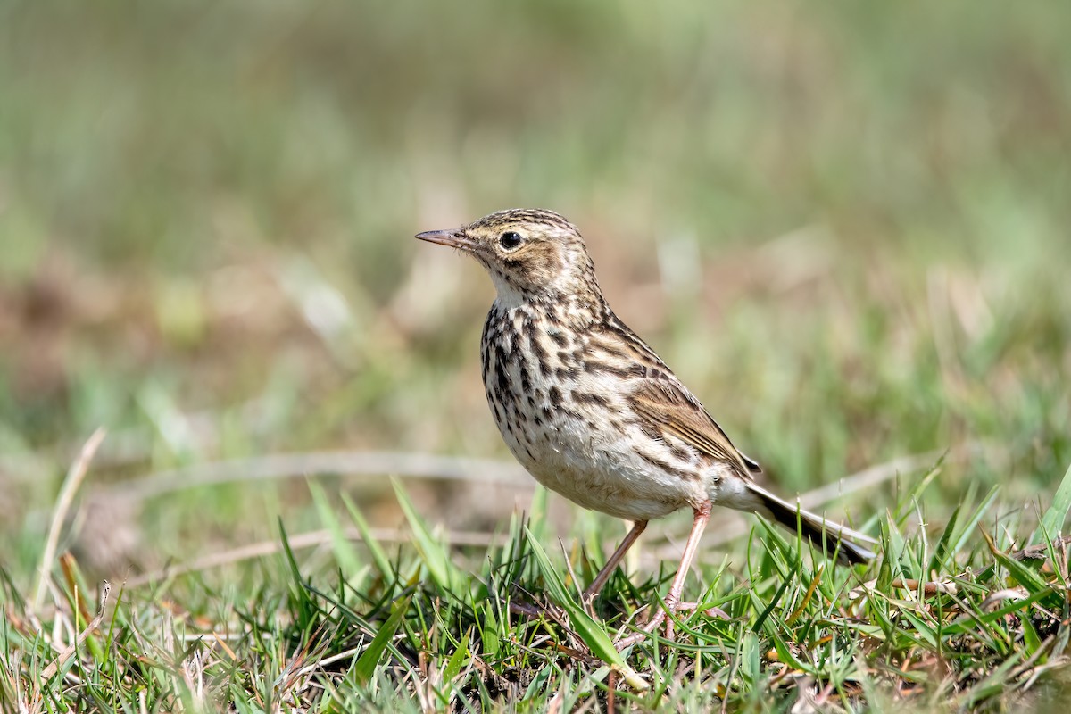 Pipit correndera - ML642435554