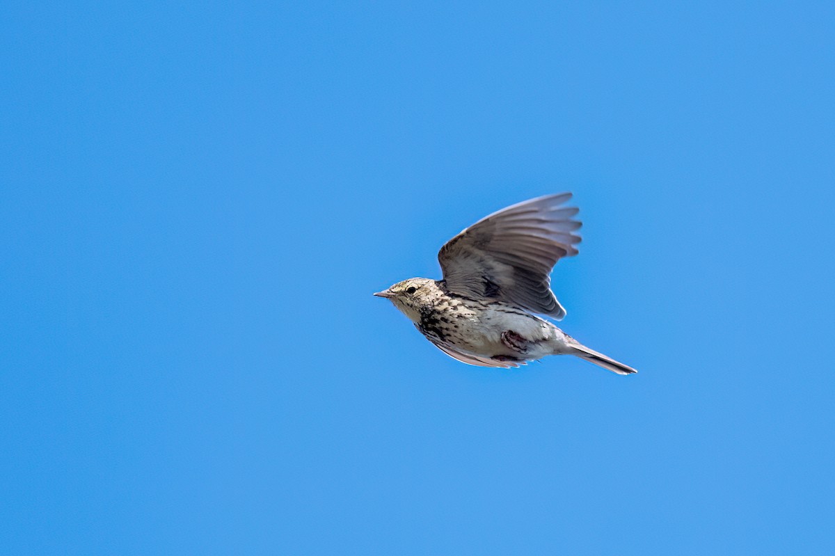 Pipit correndera - ML642435555