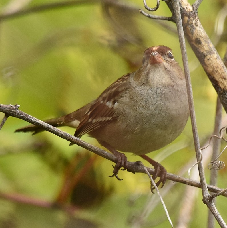 Bruant à couronne blanche - ML642435556