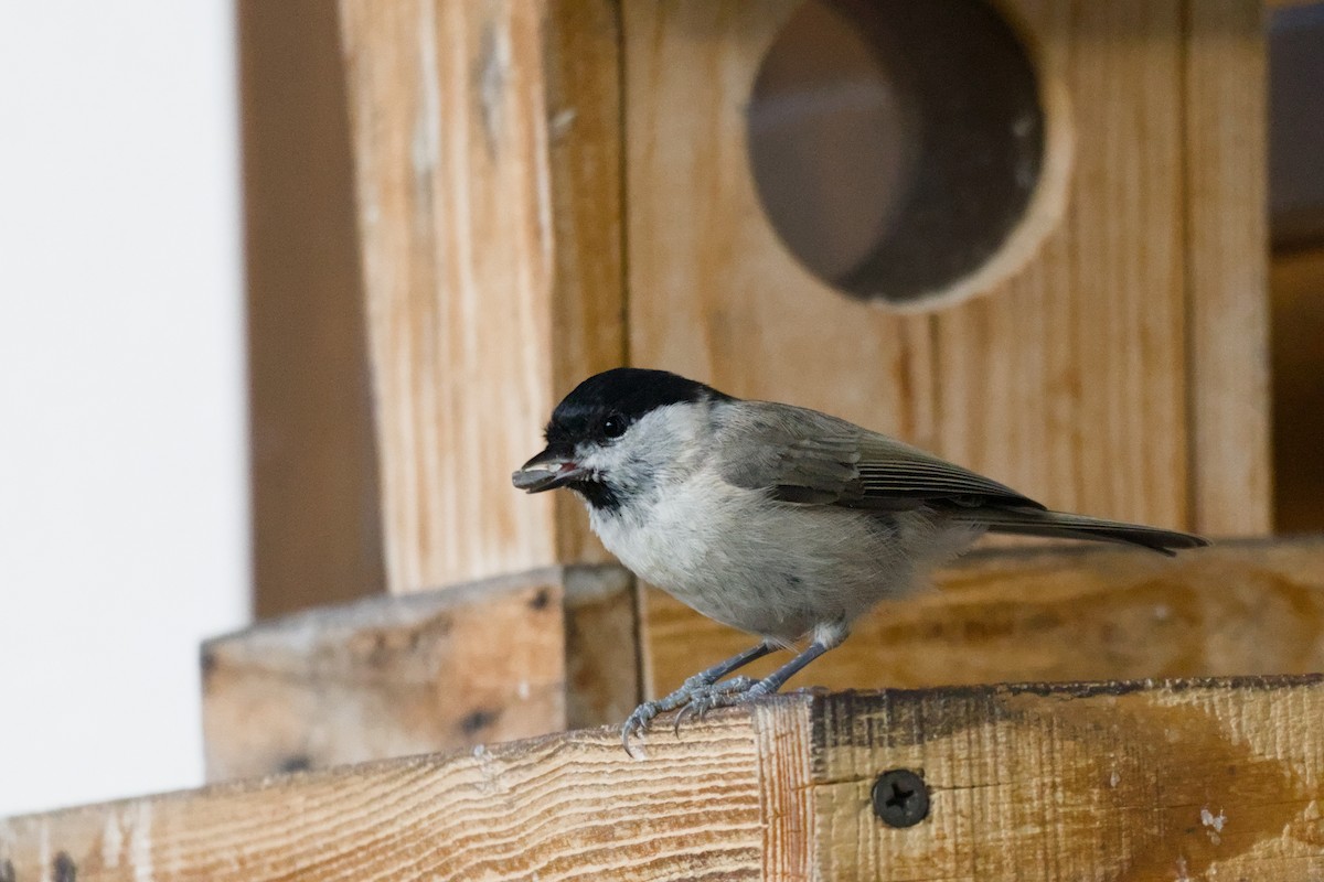 Mésange nonnette - ML642435557