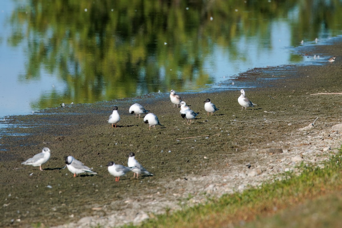 Mouette de Bonaparte - ML642435562