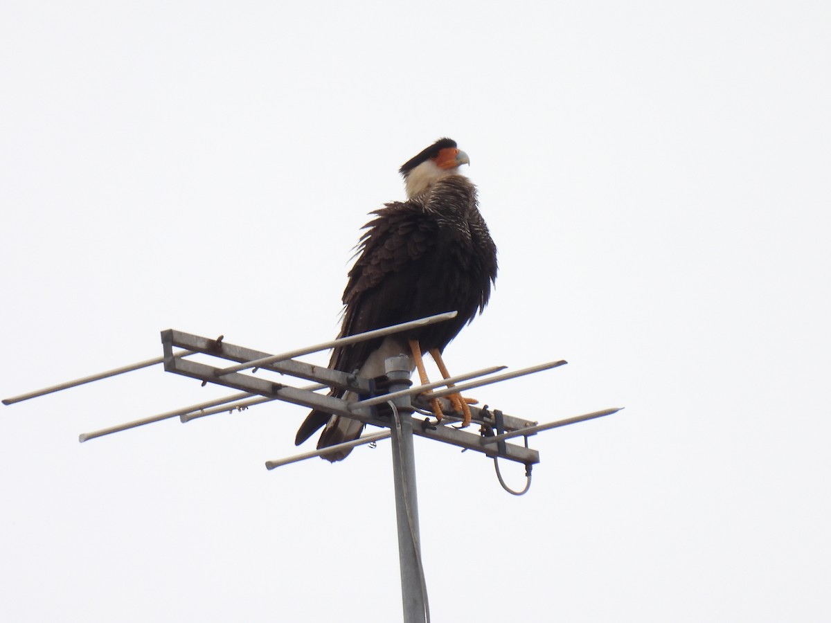Caracara huppé - ML642435565