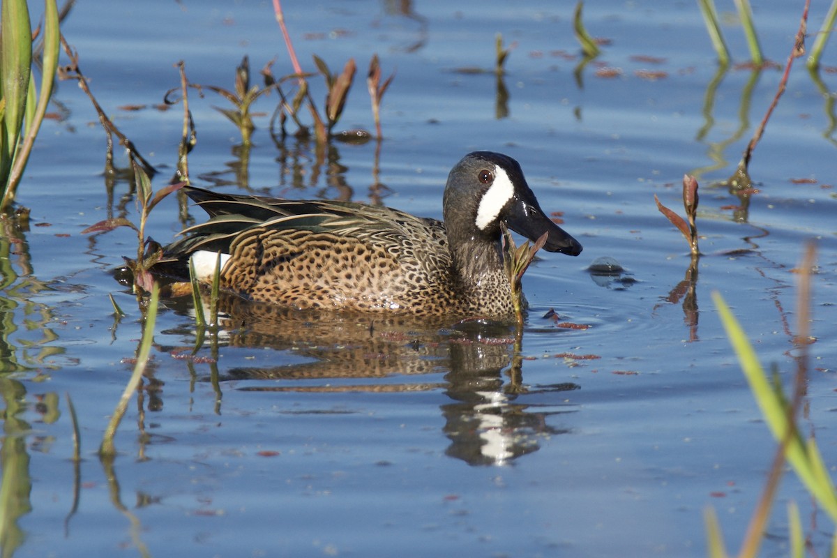 Blue-winged Teal - ML642435569