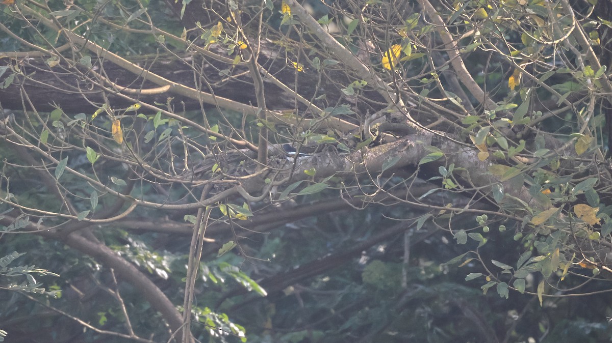 Oriental Magpie-Robin - ML642435587