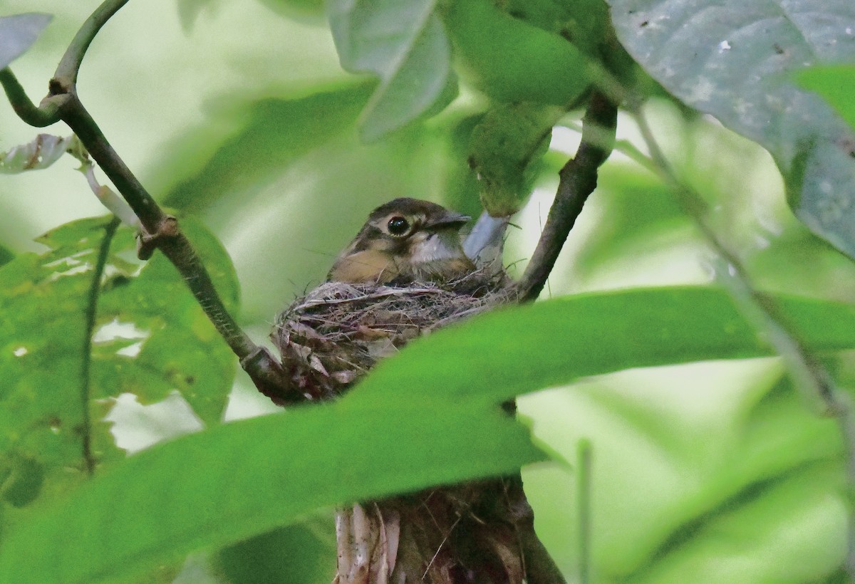 White-throated Spadebill - ML642435588