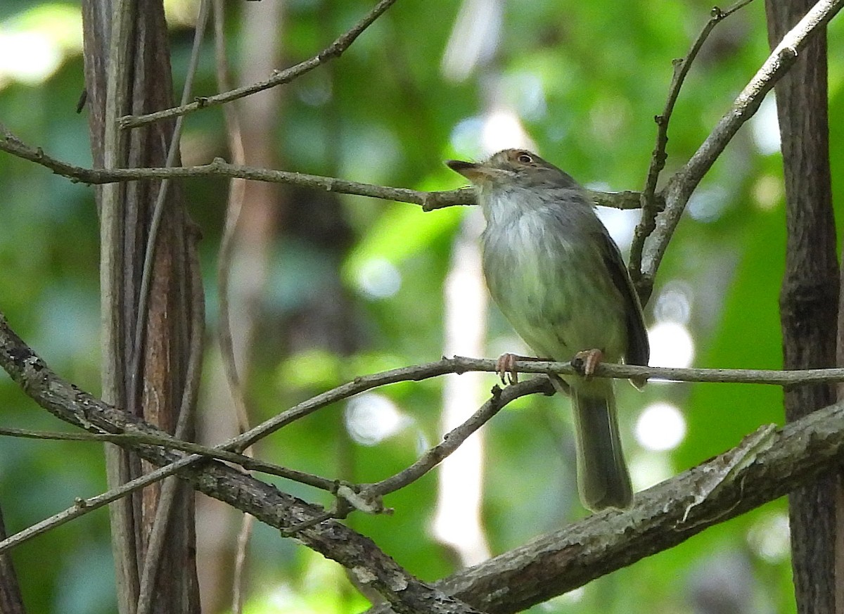 Pale-eyed Pygmy-Tyrant - ML642435591