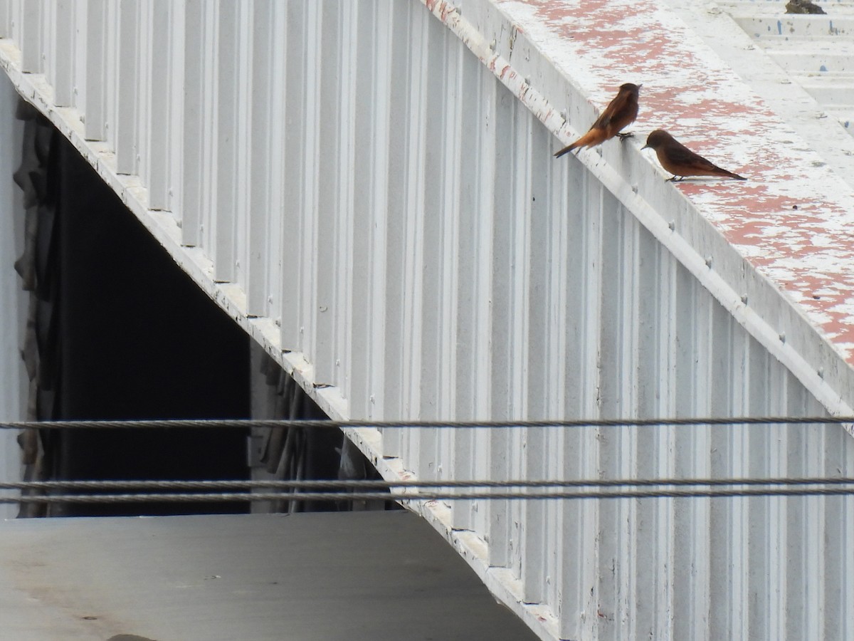 Cliff Flycatcher - ML642435596
