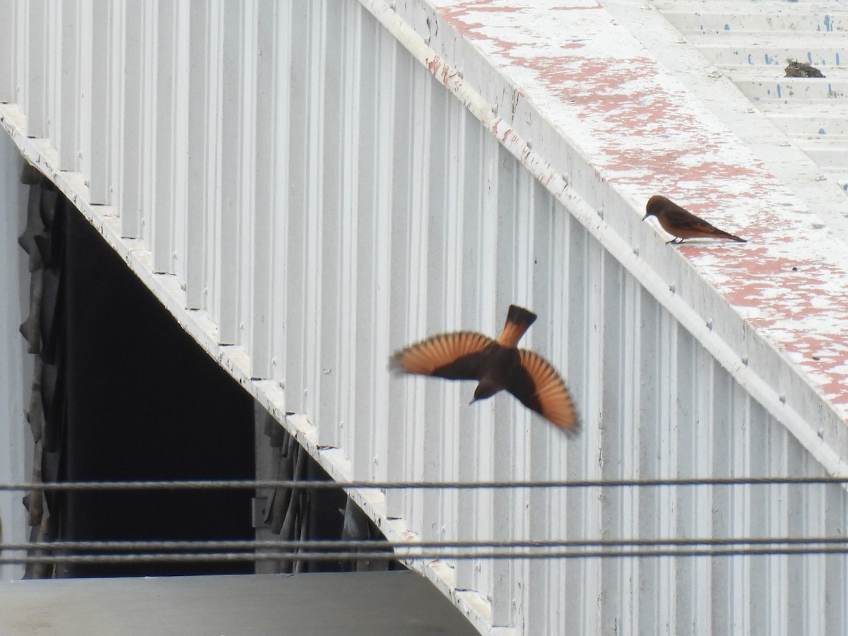 Cliff Flycatcher - ML642435602