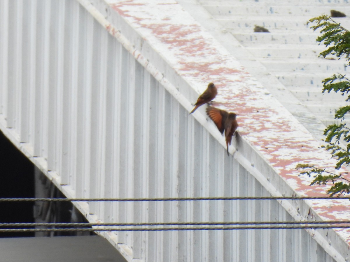 Cliff Flycatcher - ML642435609