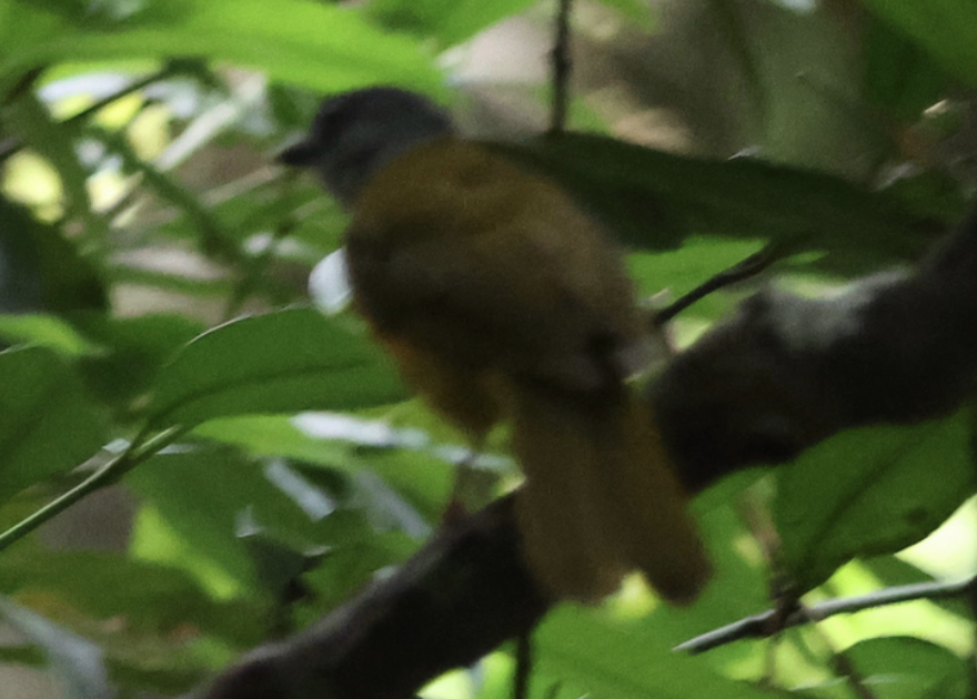 Gray-headed Tanager - ML642435621