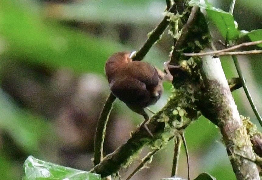 Ochraceous Wren - ML642435622