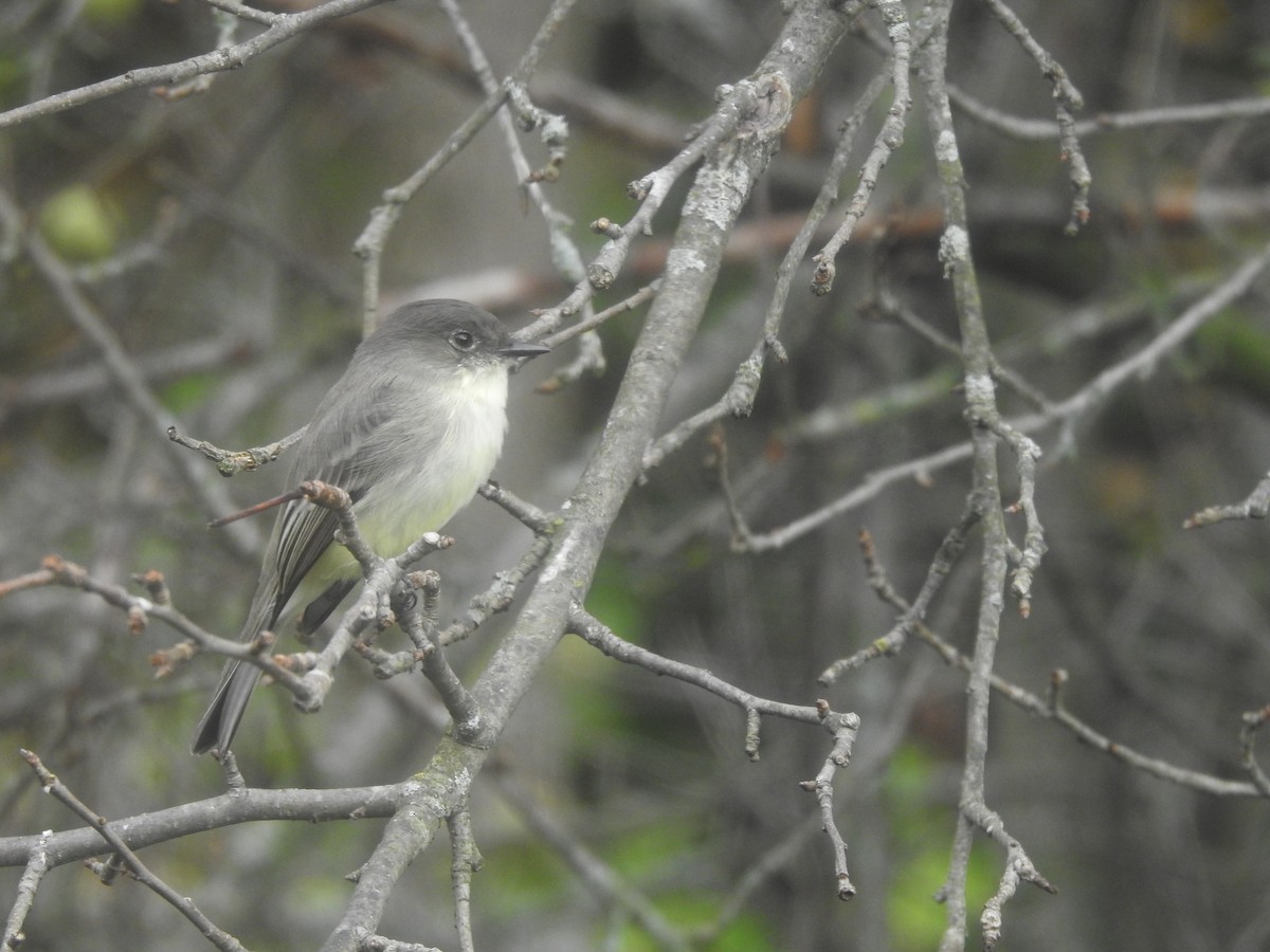 Eastern Phoebe - ML642435626