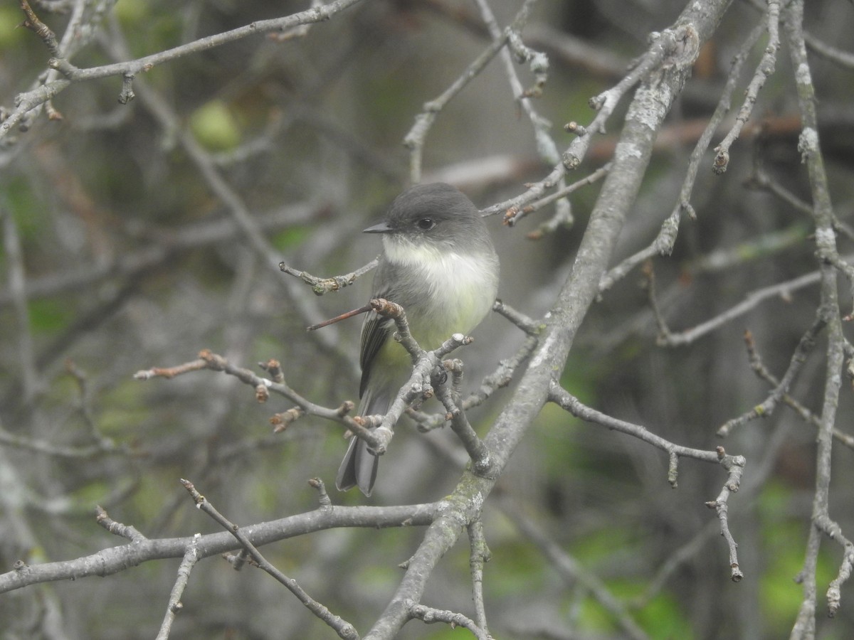 Eastern Phoebe - ML642435634