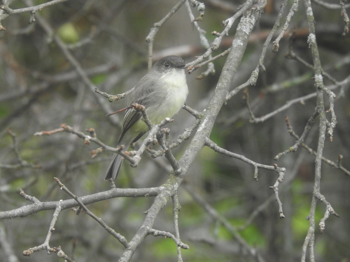 Eastern Phoebe - ML642435646