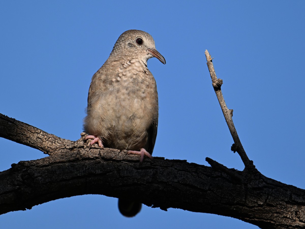 Common Ground Dove - ML642435647