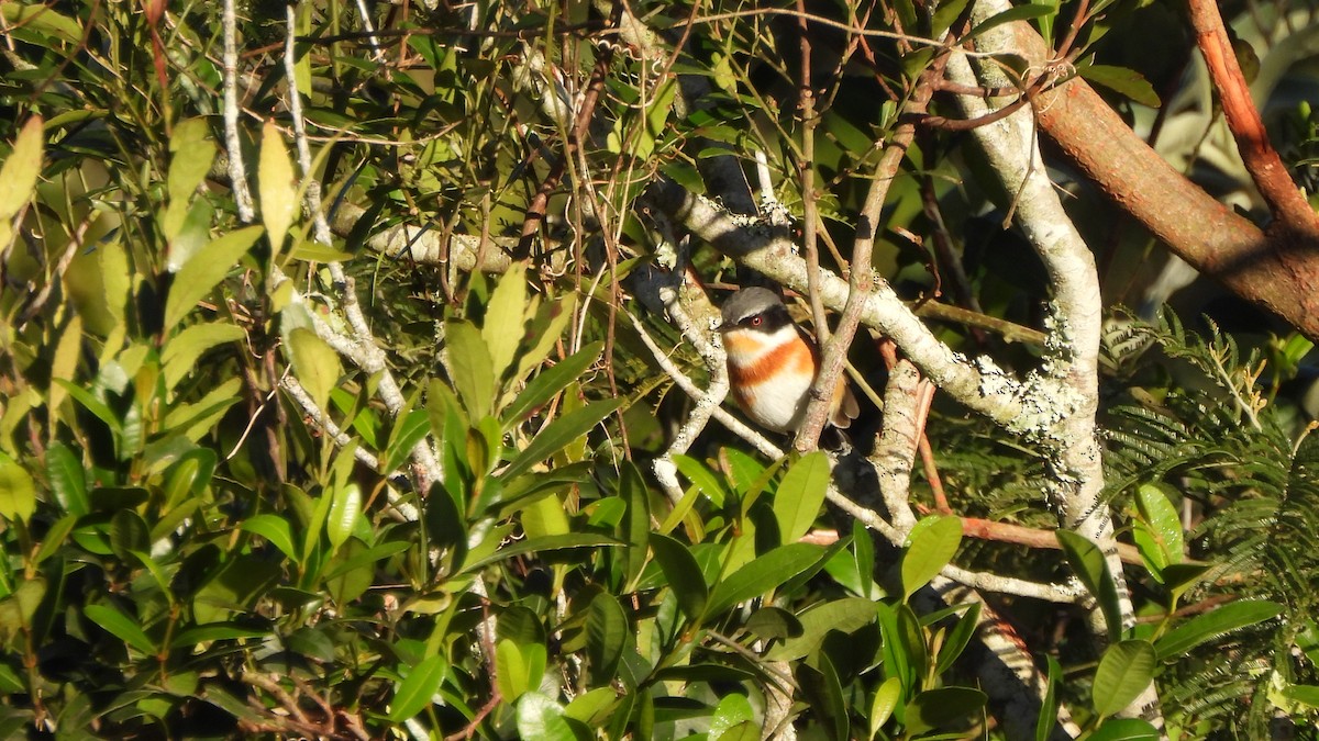 Cape Batis - ML642435655