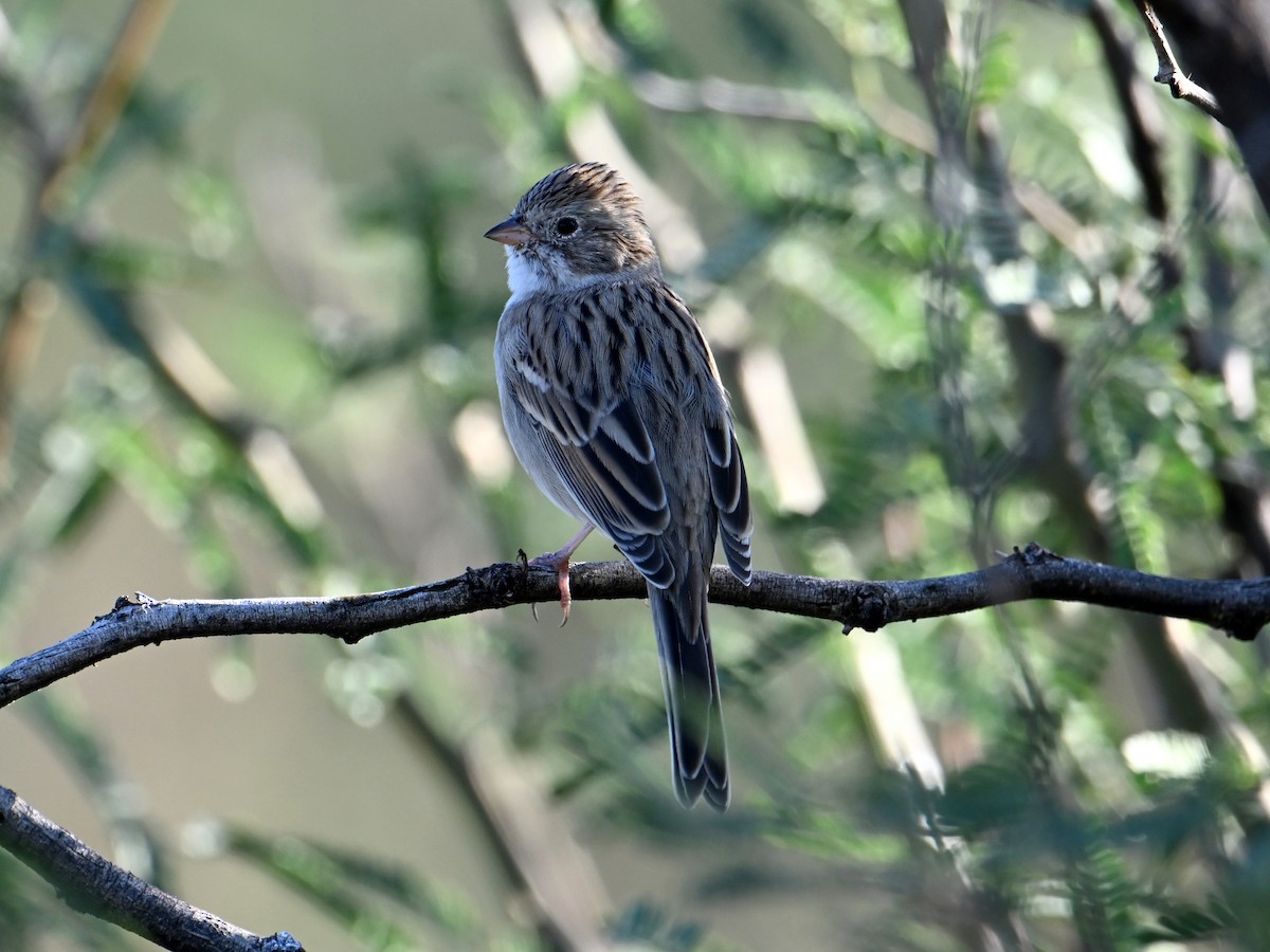Brewer's Sparrow - ML642435657