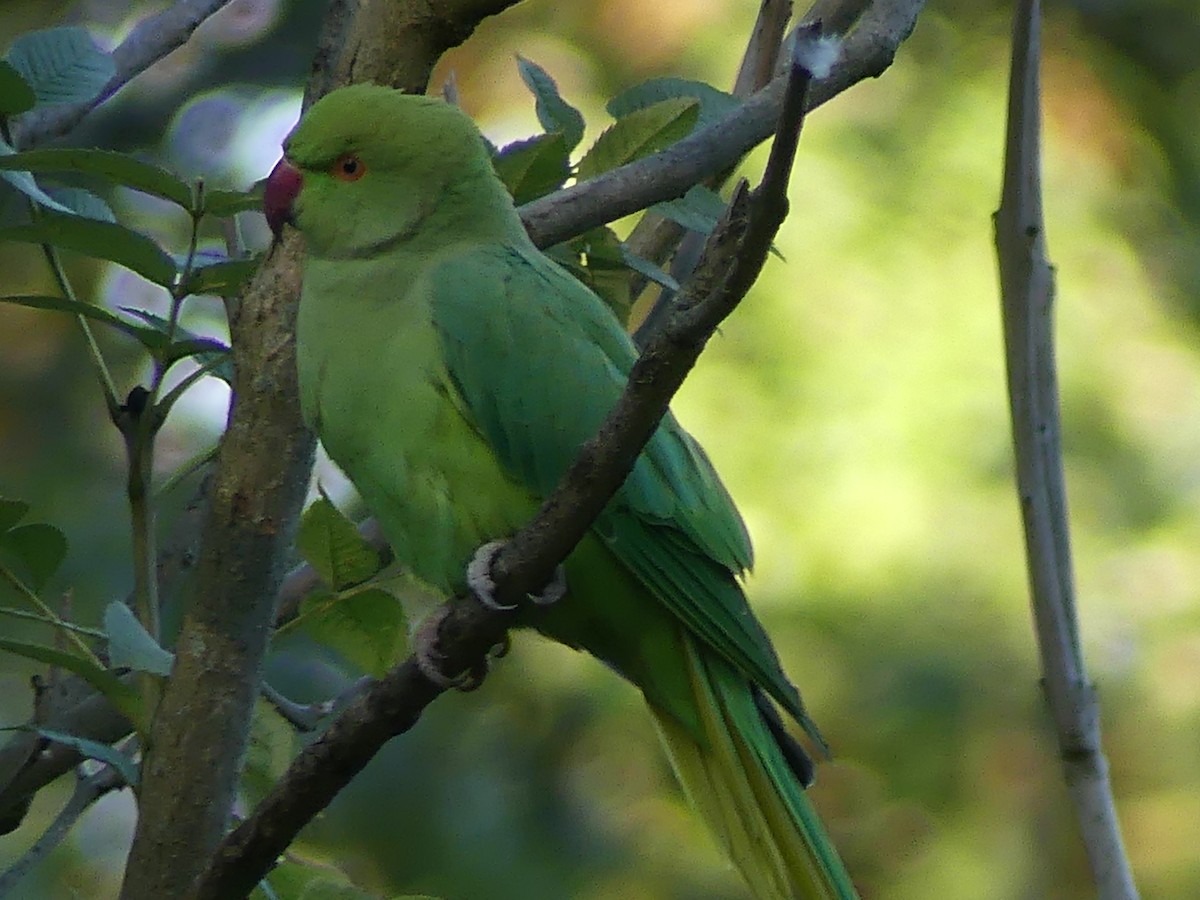 Rose-ringed Parakeet - ML642435676