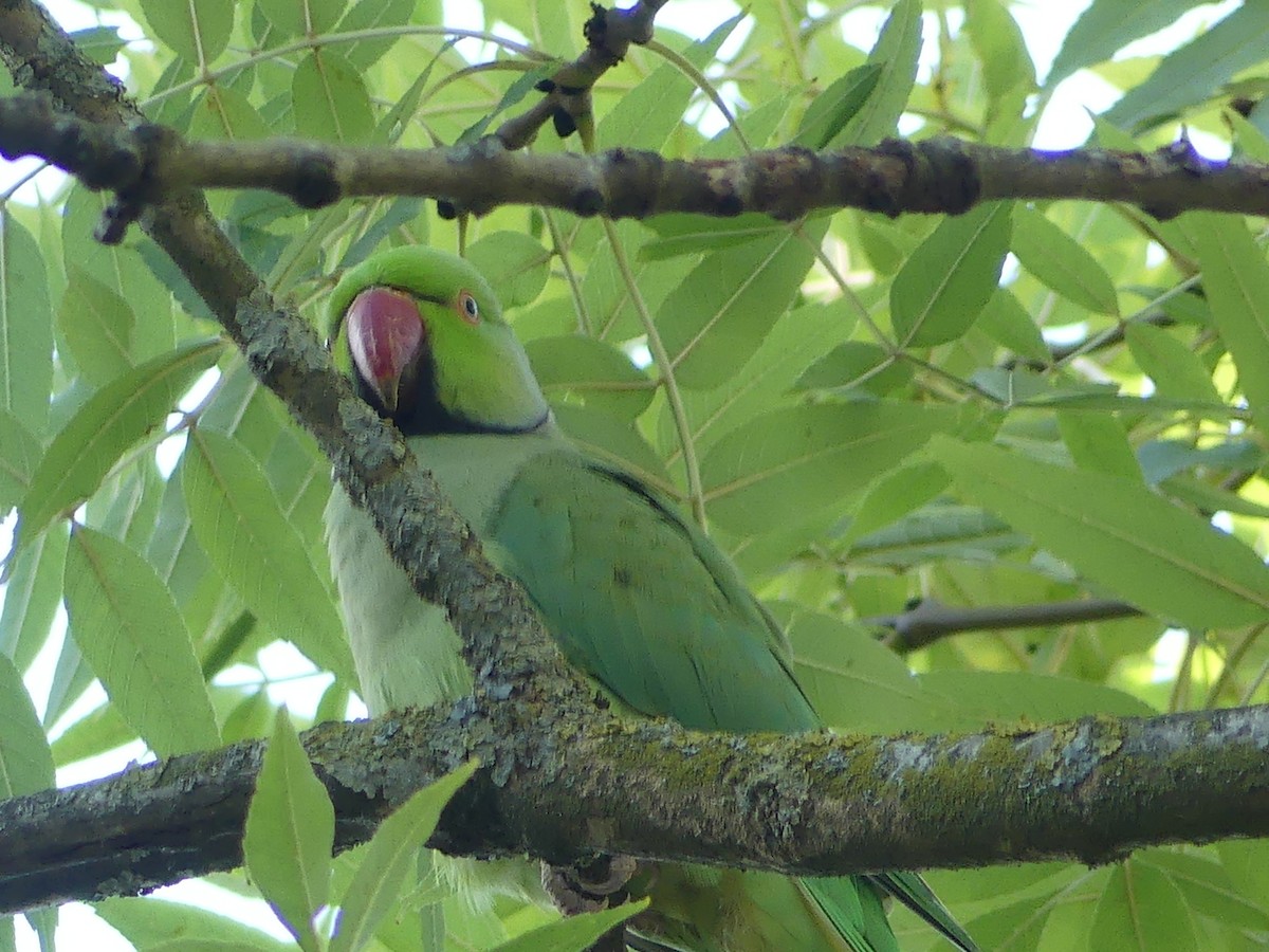 Rose-ringed Parakeet - ML642435677