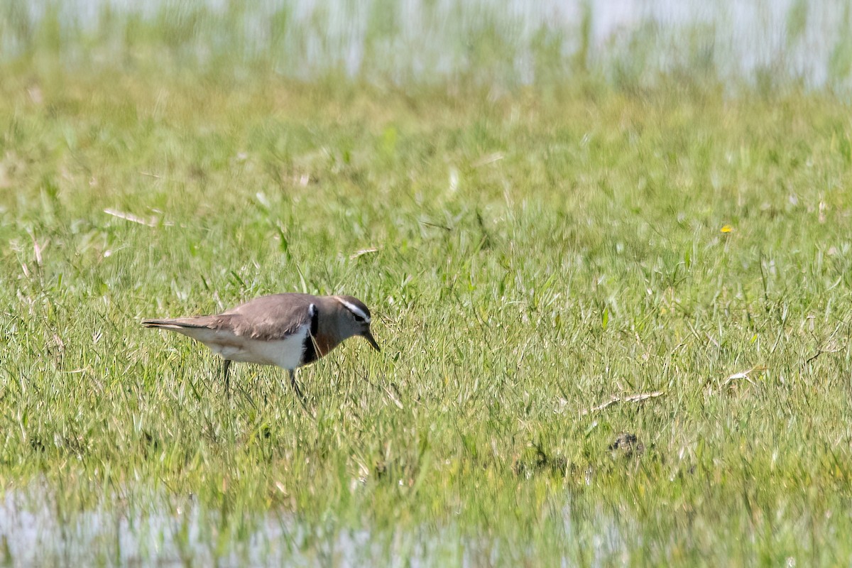 ムネアカチドリ - ML642435689